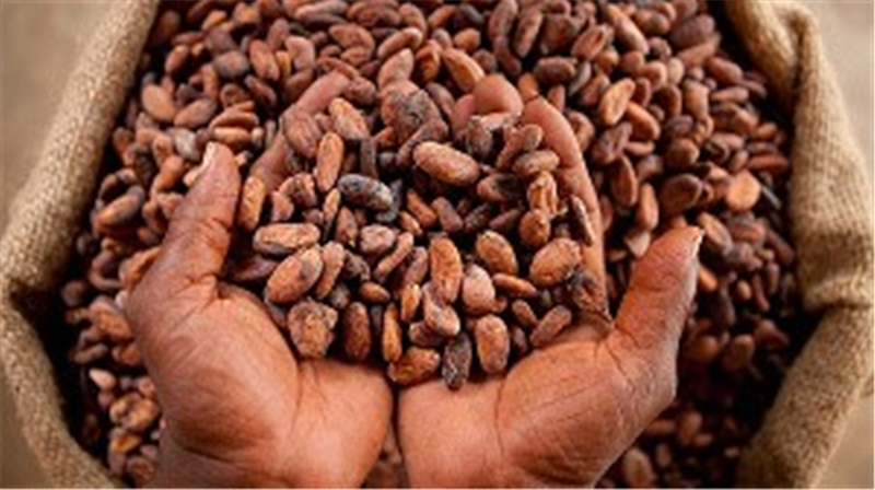 Cocoa farmers demand increase in farm-gate prices to GH¢1,380 
