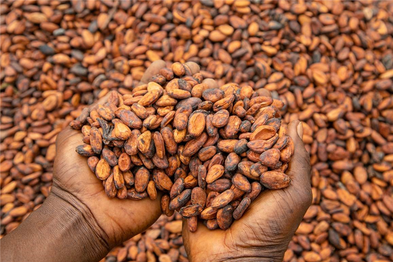  It is time to take steps to fully liberalize cocoa sector 

